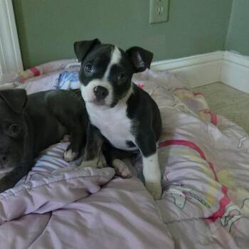 Niblet -  Pit Bull Terrier Dog for Adoption in Jackson, Missouri - Niblet | PetCurious