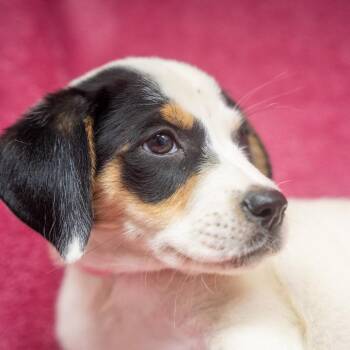 Sagittarius -  Hound and Mixed Breed Dog for Adoption in Pawling, New York - Sagittarius | PetCurious