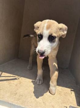 A479273 -  Carolina Dog and Mixed Breed Dog for Adoption in Oklahoma City, Oklahoma - A479273 | PetCurious