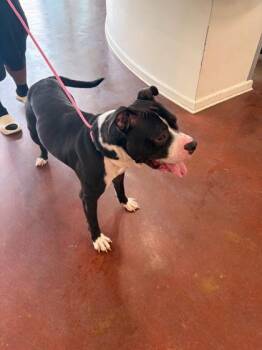 Osric -  Pit Bull Terrier and Mixed Breed Dog for Adoption in New Orleans, Louisiana - Osric | PetCurious