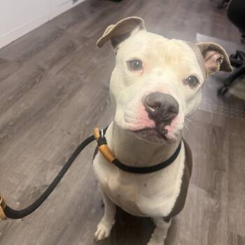 Tick/PALLO -  Terrier Dog for Adoption in St. Louis, Missouri - Tick/PALLO | PetCurious
