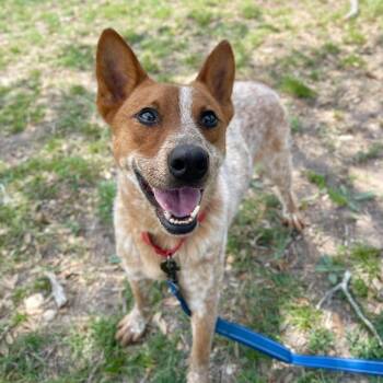 Buster -  Australian Cattle Dog Blue Heeler Dog for Adoption in Center Point, Texas - Buster | PetCurious