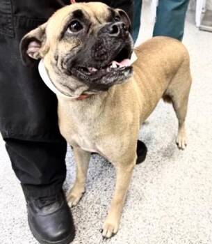 A657570 -  Pug and Mixed Breed Dog for Adoption in Houston, Texas - A657570 | PetCurious