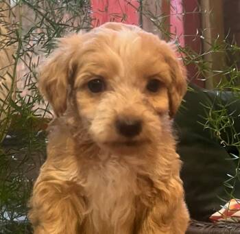 Michel -  Labradoodle Dog for Adoption in Cumming, Georgia - Michel | PetCurious