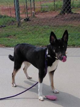 MISTY -  German Shepherd Dog Dog for Adoption in Charlotte, North Carolina - MISTY | PetCurious