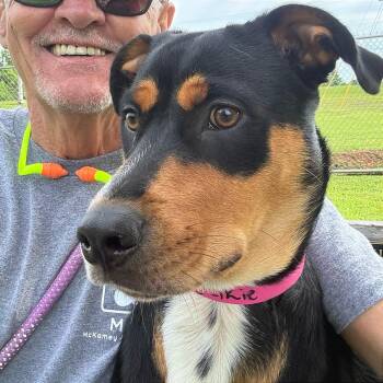 Selkie -  Mixed Breed Dog for Adoption in Chattanooga, Tennessee - Selkie | PetCurious