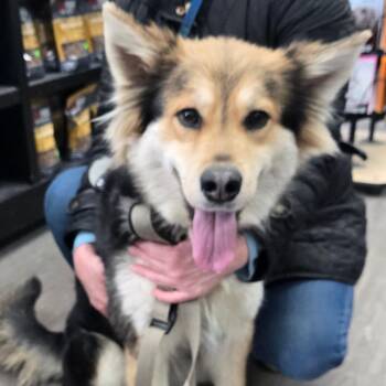 German Shepherd Dog and Collie Dogs Available for Adoption - Sheba | PetCurious