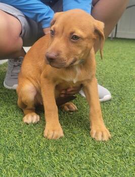 Isabella Pup - Altana -  Dachshund and Labrador Retriever Dog Available for Adoption in Pompano Beach, Florida - Isabella Pup - Altana | PetCurious