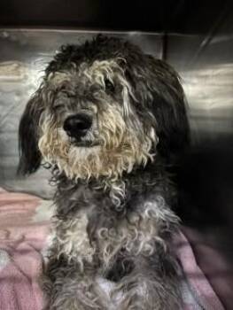 61539076 -  Poodle and Schnauzer Dog for Adoption in El Paso, Texas - 61539076 | PetCurious