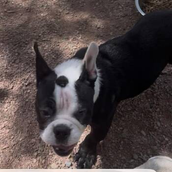 Tux -  Boston Terrier and French Bulldog Dog for Adoption in Las Vegas, Nevada - Tux | PetCurious