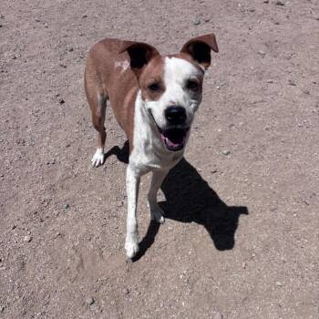 Lloyd -  Pit Bull Terrier Dog for Adoption in Incline Village, Nevada - Lloyd | PetCurious
