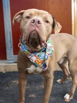 JELLYBEAN -  Pit Bull Terrier and Mixed Breed Dog for Adoption in Atlanta, Georgia - JELLYBEAN | PetCurious