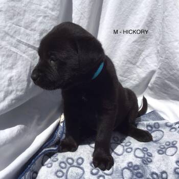 Hickory -  Mixed Breed Dog for Adoption in Calgary, Alberta - Hickory | PetCurious