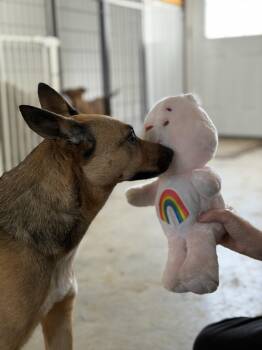 Belgian Shepherd Malinois Dogs Available for Adoption - Ivy | PetCurious