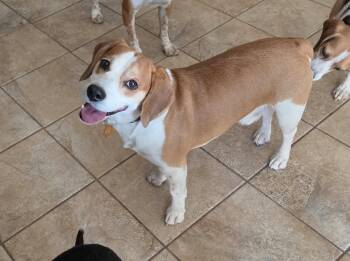 Beagle Dogs Available for Adoption - Augie | PetCurious