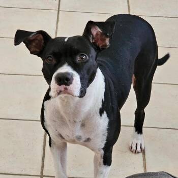 Tulip -  Pit Bull Terrier and American Staffordshire Terrier Dog for Adoption in Rochester, Minnesota - Tulip | PetCurious