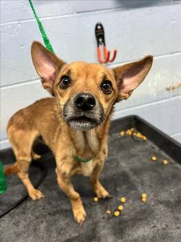 Chihuahua Dogs Available for Adoption in Woodland, California - *GIRAFFE | PetCurious