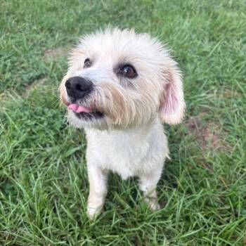El Grenas -  Maltese and Miniature Schnauzer Dog for Adoption in Houston, Texas - El Grenas | PetCurious
