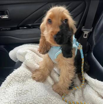 Omen -  Cocker Spaniel Dog for Adoption in Newmanstown, Pennsylvania - Omen | PetCurious