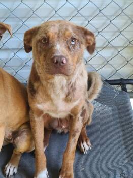 Restabustia -  Labrador Retriever Dog for Adoption in Swainsboro, Georgia - Restabustia | PetCurious