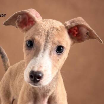 KEN (out of town) -  Labrador Retriever Dog for Adoption in New York, New York - KEN (out Of Town) | PetCurious