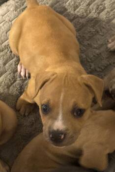 Angel -  Pit Bull Terrier Dog for Adoption in Sanford, Florida - Angel | PetCurious