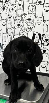 Labrador Retriever and Mixed Breed Dogs Available for Adoption in North Charleston, South Carolina - 05833B Special K Adoption Ambassador | PetCurious