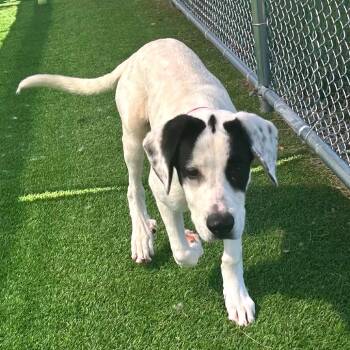 Mixed Breed Dogs Available for Adoption in Binghamton, New York - Rio | PetCurious