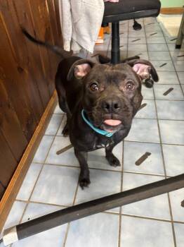 Abraxis -  Pit Bull Terrier and Rottweiler Dog for Adoption in Cortland, New York - Abraxis | PetCurious
