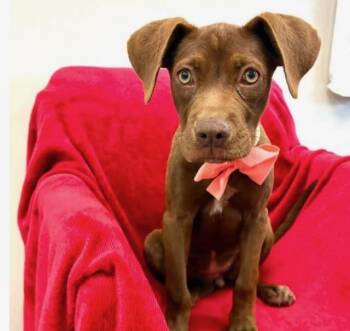 Sandra -  Labrador Retriever and Hound Dog for Adoption in Carmel Hamlet, New York - Sandra | PetCurious