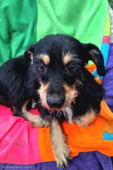 Nessarose BL14525-T -  Border Terrier and Chihuahua Dog for Adoption in Missouri City, Texas - Nessarose BL14525-T | PetCurious
