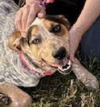 Rescue Australian Cattle Dog Blue Heeler Dogs for Adoption in Thomasville, North Carolina - Dee | PetCurious
