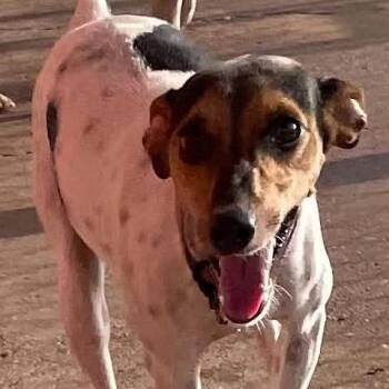Jingles -  Jack Russell Terrier and Chihuahua Dog for Adoption in Calverton, New York - Jingles | PetCurious