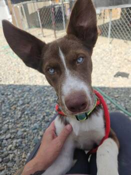 Jupiter -  Siberian Husky Dog for Adoption in Sterling Heights, Michigan - Jupiter | PetCurious