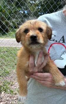 Coco -  Shih Tzu and Chihuahua Dog for Adoption in Ruskin, Florida - Coco | PetCurious