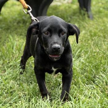 Bravo -  Labrador Retriever Dog Available for Adoption in South Elgin, Illinois - Bravo | PetCurious