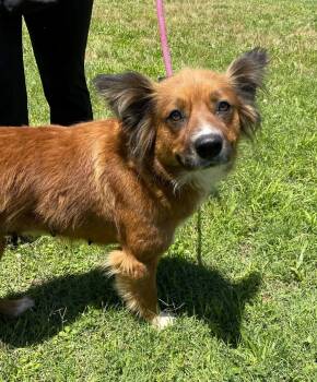 Maple -  Mixed Breed Dog for Adoption in Shelburne, Vermont - Maple | PetCurious