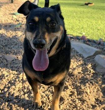 Bobo -  Australian Shepherd and Dachshund Dog for Adoption in Henderson, Nevada - Bobo | PetCurious