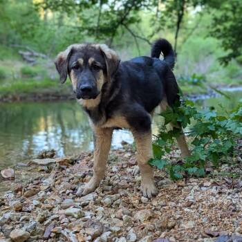 Pringle -  Tibetan Mastiff Dog for Adoption in Duck River, Tennessee - Pringle | PetCurious