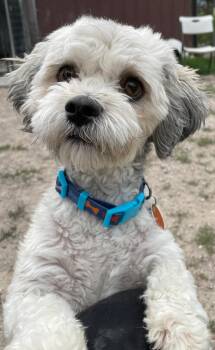 Paco -  Shih Tzu Dog for Adoption in Polson, Montana - Paco | PetCurious