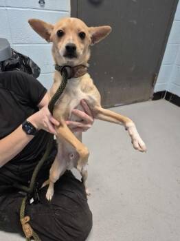 Pen 212 -  Chihuahua Dog for Adoption in Lawrenceville, Georgia - Pen 212 | PetCurious