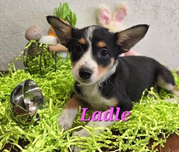 Terrier Dogs Available for Adoption in Modesto, California - Ladle | PetCurious