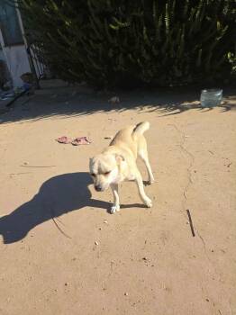 Rescue Border Terrier Dogs for Adoption in Lucerne Valley, California - Hermese | PetCurious