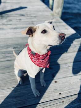 Luna -  Labrador Retriever and Terrier Dog for Adoption in Azalea Park, Florida - Luna | PetCurious