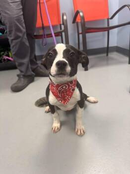 Diesel -  Jack Russell Terrier and American Bully Dog for Adoption in Zanesville, Ohio - Diesel | PetCurious