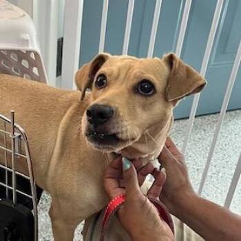 Twix -  Yellow Labrador Retriever and Mixed Breed Dog for Adoption in Scituate, Massachusetts - Twix | PetCurious