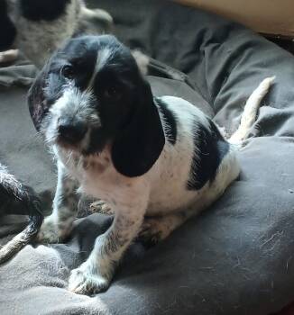 Cari (Lisa-fostered in TN) -  Basset Hound and Mixed Breed Dog for Adoption in Brighton, Tennessee - Cari (Lisa-fostered In TN) | PetCurious