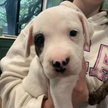 Gertrude -  German Shepherd Dog and Cattle Dog Dog for Adoption in Austin, Texas - Gertrude | PetCurious
