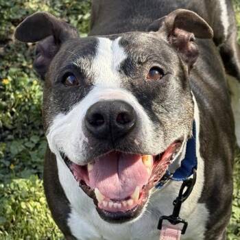 Mixed Breed Dogs Available for Adoption in Middletown, Rhode Island - Crunch | PetCurious