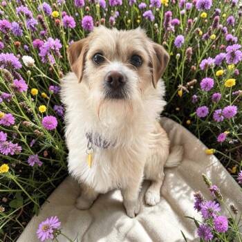 Terrier Dogs Available for Adoption - Teddie | PetCurious